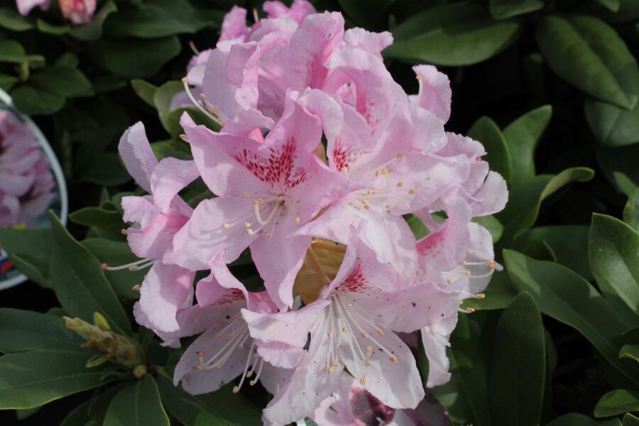 Pěnišník 'Cheer' - Rhododendron 'Cheer'