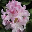 Pěnišník 'Cheer' - Rhododendron 'Cheer'