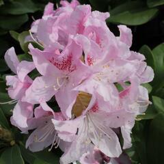 Pěnišník 'Cheer' - Rhododendron 'Cheer'