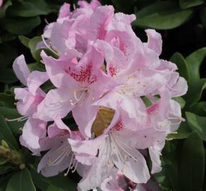Pěnišník 'Cheer' - Rhododendron 'Cheer'