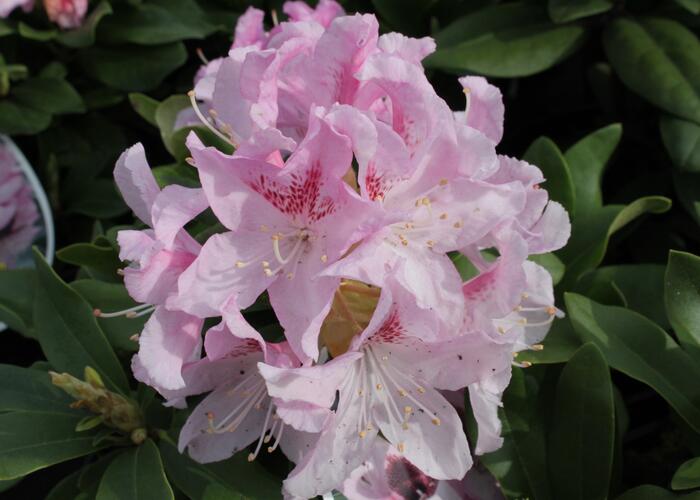 Pěnišník 'Cheer' - Rhododendron 'Cheer'