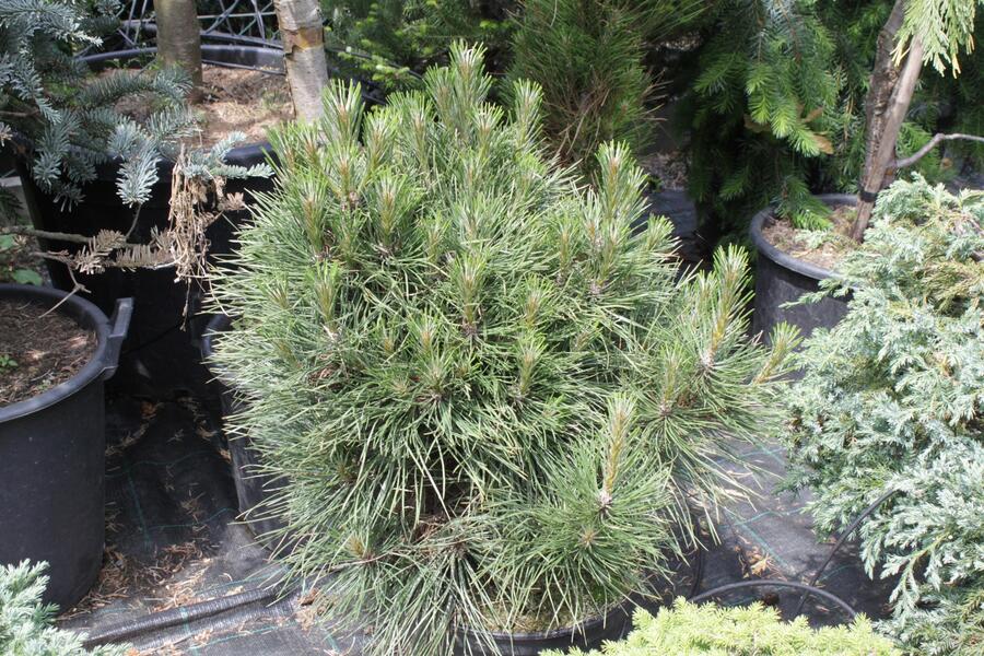 Borovice černá 'Würstle' - Pinus nigra 'Würstle'