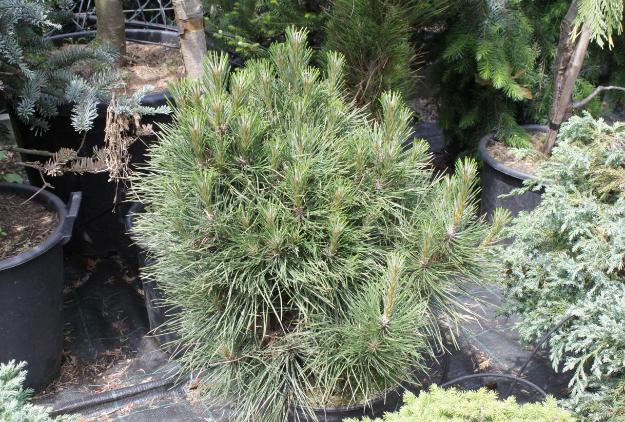 Borovice černá 'Würstle' - Pinus nigra 'Würstle'