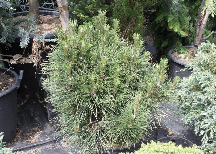 Borovice černá 'Würstle' - Pinus nigra 'Würstle'