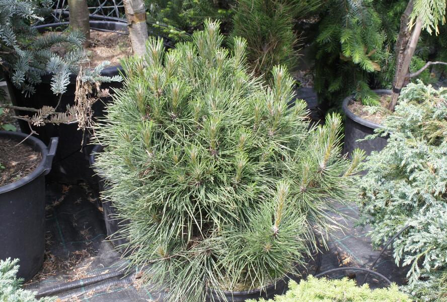 Borovice černá 'Würstle' - Pinus nigra 'Würstle'