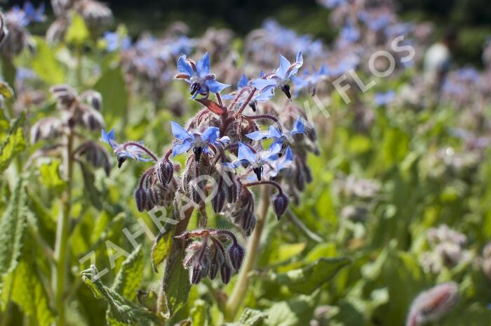 Brutnák lékařský 'Boris' - Borago officinalis 'Boris'