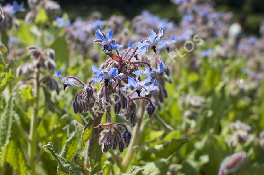 Brutnák lékařský 'Boris' - Borago officinalis 'Boris'