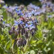 Brutnák lékařský 'Boris' - Borago officinalis 'Boris'