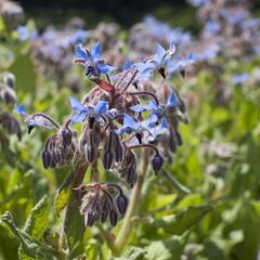 Brutnák lékařský 'Boris' - Borago officinalis 'Boris'