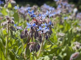 Brutnák lékařský 'Boris' - Borago officinalis 'Boris'