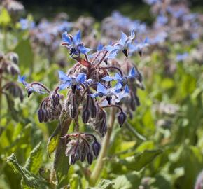 Brutnák lékařský 'Boris' - Borago officinalis 'Boris'