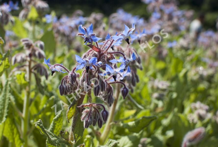 Brutnák lékařský 'Boris' - Borago officinalis 'Boris'