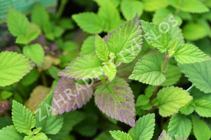 Lipie sladká 'Colada' - Lippia dulcis 'Colada'