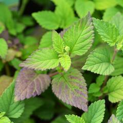 Lipie sladká 'Colada' - Lippia dulcis 'Colada'