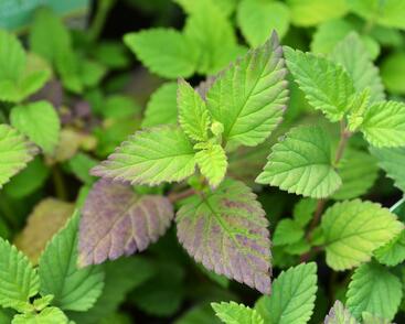 Lipie sladká 'Colada'