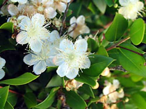 Myrta obecná - Myrtus communis