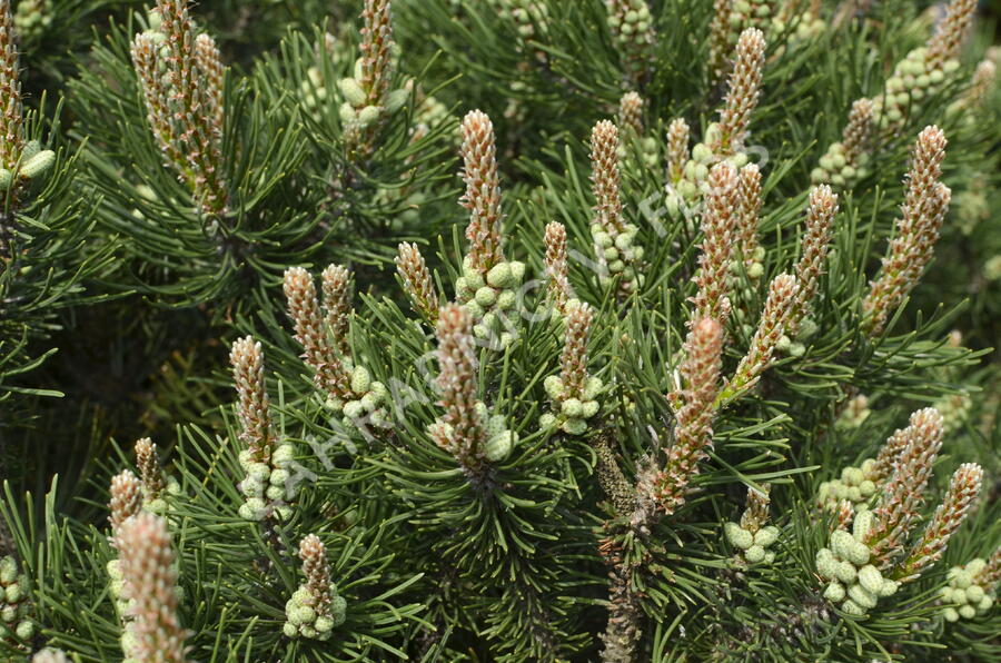 Borovice kleč 'Laurin' - Pinus mugo 'Laurin'