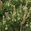Borovice kleč 'Laurin' - Pinus mugo 'Laurin'