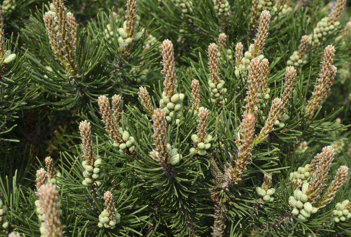 Borovice kleč 'Laurin' - Pinus mugo 'Laurin'