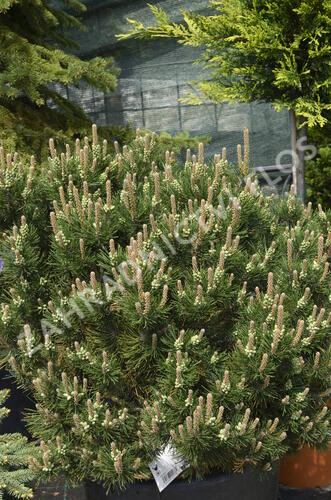 Borovice kleč 'Laurin' - Pinus mugo 'Laurin'