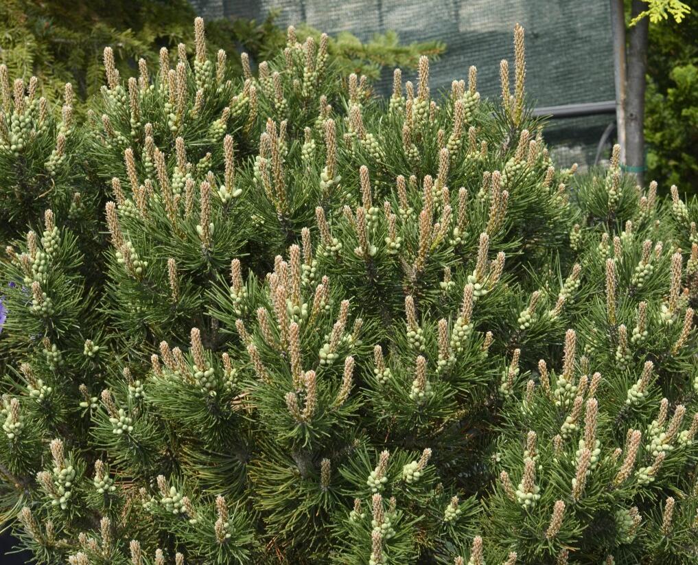 Borovice kleč 'Laurin' - Pinus mugo 'Laurin'