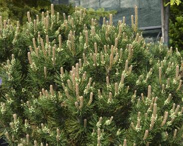 Borovice kleč 'Laurin'