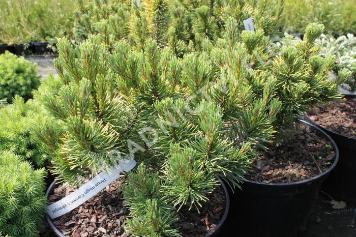 Borovice kleč 'Carsten's Wintergold' - Pinus mugo 'Carsten's Wintergold'