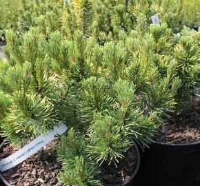 Borovice kleč 'Carsten's Wintergold' - Pinus mugo 'Carsten's Wintergold'