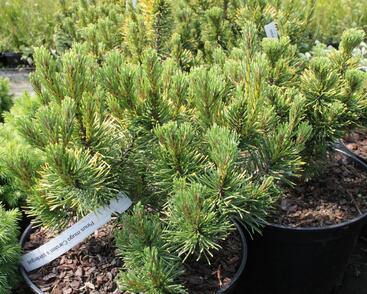 Borovice kleč 'Carsten's Wintergold'