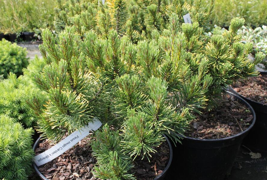 Borovice kleč 'Carsten's Wintergold' - Pinus mugo 'Carsten's Wintergold'