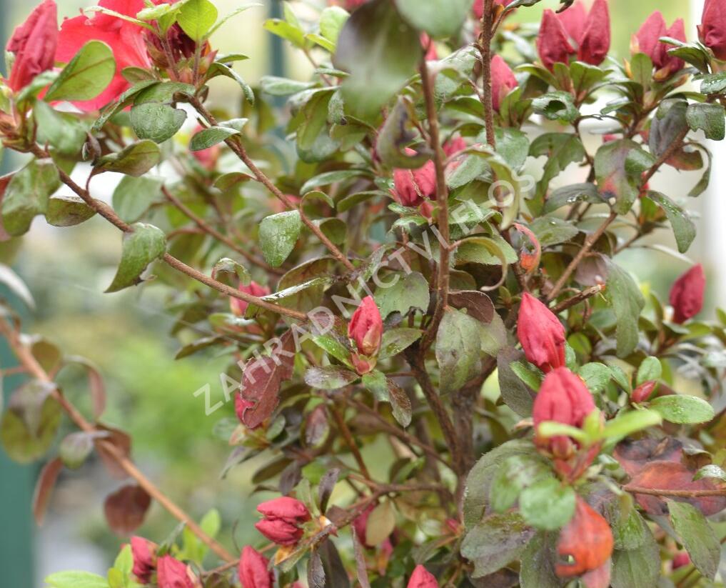 Azalka japonská 'Johanna' - Azalea japonica 'Johanna'