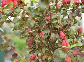 Azalka japonská 'Johanna' - Azalea japonica 'Johanna'