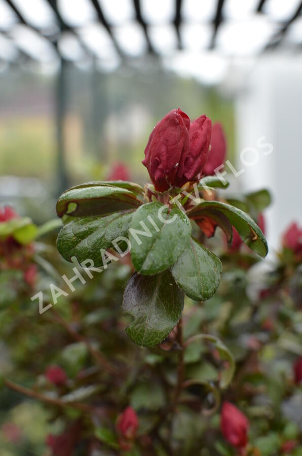 Azalka japonská 'Johanna' - Azalea japonica 'Johanna'
