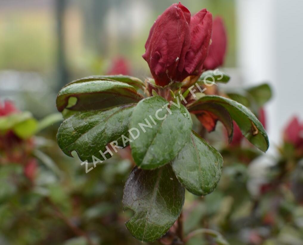 Azalka japonská 'Johanna' - Azalea japonica 'Johanna'