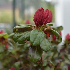 Azalka japonská 'Johanna' - Azalea japonica 'Johanna'