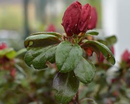 Azalka japonská 'Johanna'
