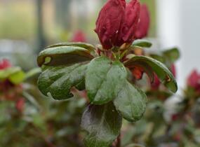Azalka japonská 'Johanna' - Azalea japonica 'Johanna'