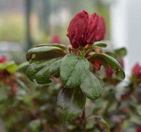 Azalka japonská 'Johanna' - Azalea japonica 'Johanna'