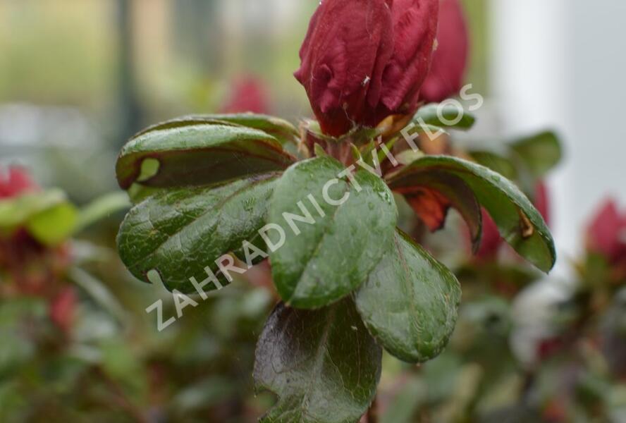 Azalka japonská 'Johanna' - Azalea japonica 'Johanna'