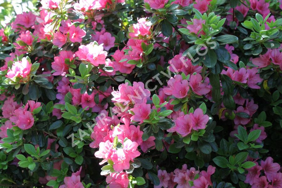 Azalka japonská 'Rosa' - Azalea japonica 'Rosa'