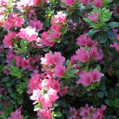 Azalka japonská 'Rosa' - Azalea japonica 'Rosa'