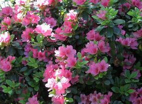 Azalka japonská 'Rosa' - Azalea japonica 'Rosa'