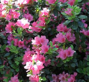 Azalka japonská 'Rosa' - Azalea japonica 'Rosa'