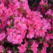 Azalka japonská 'Rosa' - Azalea japonica 'Rosa'