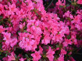 Azalka japonská 'Rosa' - Azalea japonica 'Rosa'