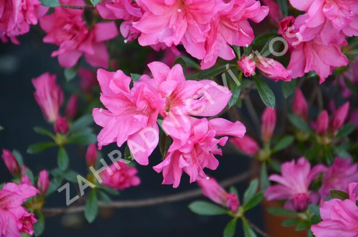 Azalka japonská 'Rosa' - Azalea japonica 'Rosa'
