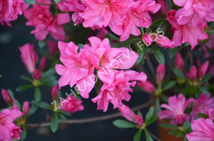 Azalka japonská 'Rosa' - Azalea japonica 'Rosa'