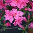 Azalka japonská 'Rosa' - Azalea japonica 'Rosa'