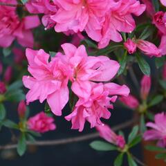 Azalka japonská 'Rosa' - Azalea japonica 'Rosa'