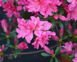 Azalka japonská 'Rosa'